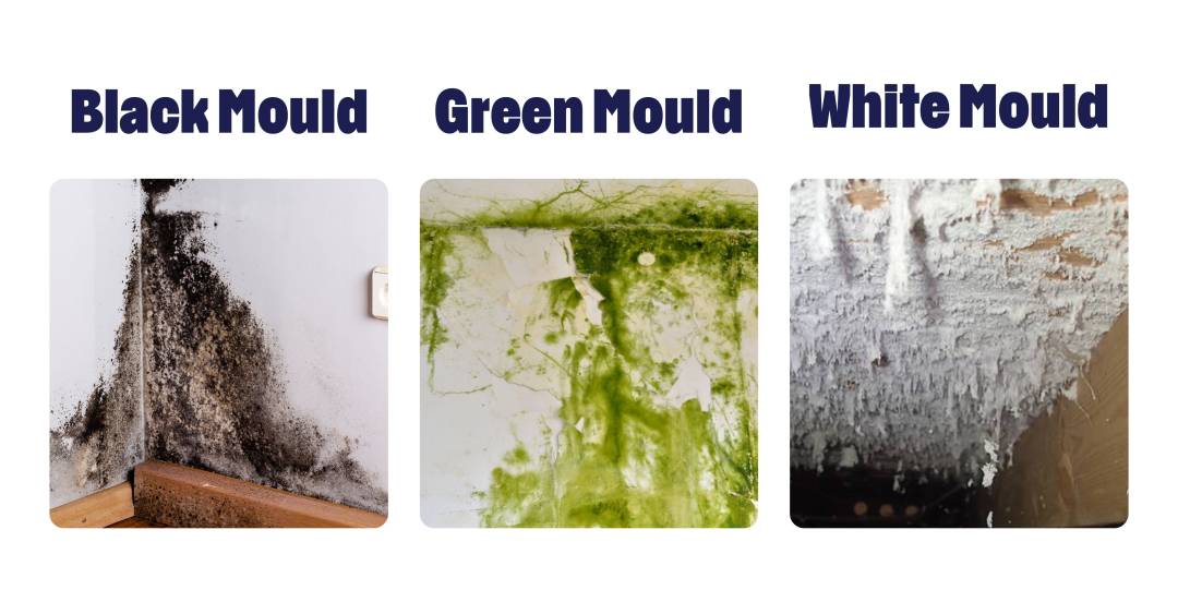 Black Mould, Green Mould, White Mould